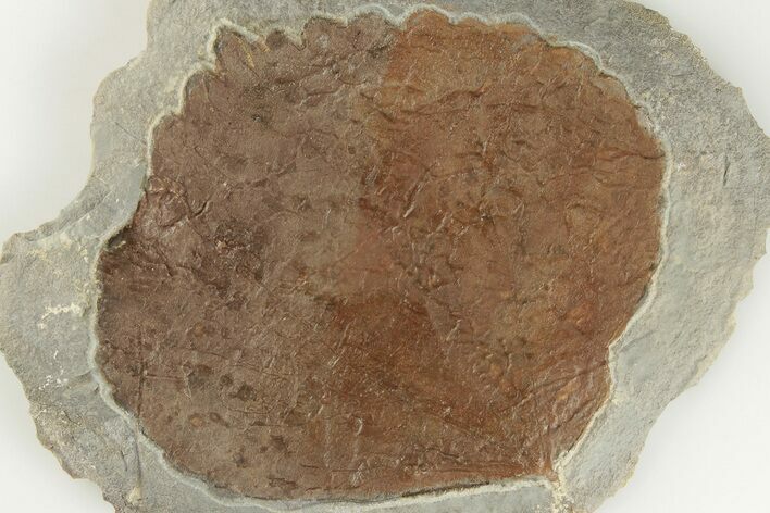 2.5" Fossil Leaf (Zizyphoides) - Montana